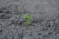 Little flower sprout grows through urban asphalt ground Royalty Free Stock Photo