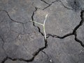 Little flower sprout grows through urban asphalt ground Royalty Free Stock Photo