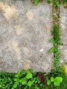 Little flower sprout grows through urban asphalt ground Royalty Free Stock Photo