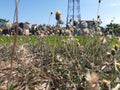 Little flower withers in dry season