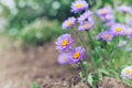 Little flowers of asters on the lawn, nature background with bokeh, vintage toned