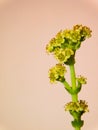 Little flowers - crasula perforata