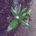 The little flowers by the roadside look beautiful in the morning