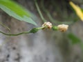 Little flowers sapling on floor