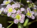 Little flowers of Saxifraga paniculata Dr Clay Royalty Free Stock Photo