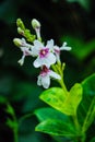 Little Flowers with white petals in the middle, pink