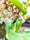 little fluffy bee collects pollen on a light pink flower