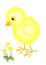 Little fluffy chick Royalty Free Stock Photo