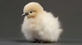 Little fluffy chick isolated on grey background, studio shot, side view Royalty Free Stock Photo