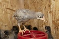 Little fluffy chickens in a brooder on farm Royalty Free Stock Photo