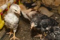Little fluffy chickens in a brooder on farm Royalty Free Stock Photo