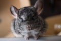 Little fluffy chinchilla in nursery