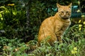 Big red serious pumped cat