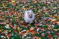 Little dog are running in a lawn with green grass covered with colorful fallen autumn leaves. Royalty Free Stock Photo