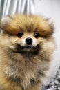 A little fluffy dog of spits. Front close-up view ,puppy is a new member of myhouse Royalty Free Stock Photo
