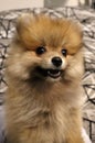 A little fluffy dog of spits and Front close-up view ,puppy is a new member of myhouse Royalty Free Stock Photo