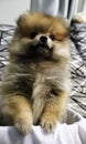 A little fluffy dog of spits and Front close-up view ,puppy is a new member of myhouse Royalty Free Stock Photo