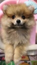 A little fluffy dog of spits and Front close-up view ,puppy is a new member of myhouse Royalty Free Stock Photo