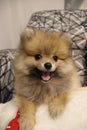 A little fluffy dog of spits and Front close-up view ,puppy is a new member of myhouse Royalty Free Stock Photo