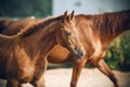 Little fluffy foal who walks with his mother