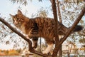 Little fluffy gray-white kitten sitting on a tree. Funny domestic animals. Royalty Free Stock Photo