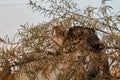 Little fluffy gray-white kitten sitting on a tree. Funny domestic animals. Royalty Free Stock Photo