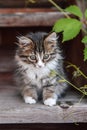 Little fluffy gray-white kitten sitting on a wooden porch. Funny domestic animals.