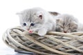 Little fluffy grey funny kitten meowing and looking down while sitting in white wicker wreath together with other