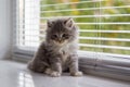 Little fluffy Grey Persian Maine coon kitten lies near the door and looking at camera . Newborn kitten, Kid animals and cats conce