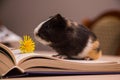 Little fluffy guinea pig with yellow flower. Royalty Free Stock Photo