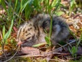 Little fluffy gull chick