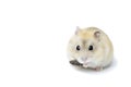 Little fluffy hamster eating a seed, isolated on white background Royalty Free Stock Photo