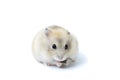 Little fluffy hamster eating a seed, isolated on white background Royalty Free Stock Photo