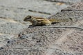 Little fluffy Indian palm squirrel sitting on a stone wall Royalty Free Stock Photo