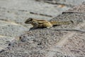 Little fluffy Indian palm squirrel sitting on a stone wall Royalty Free Stock Photo