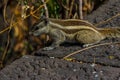 Little fluffy Indian palm squirrel sitting on a stone wall Royalty Free Stock Photo