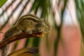 Little fluffy Indian palm squirrel sitting on a tree branch Royalty Free Stock Photo