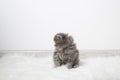 Little fluffy kitten on a background of a light wall in the room. Royalty Free Stock Photo