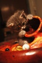 Kitten playing didgeridoo