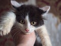 A little fluffy kitten looks at you with yellow eyes Royalty Free Stock Photo