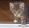 Little fluffy kitten overstep the threshold of the house Royalty Free Stock Photo