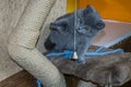 Little fluffy kitten is played on the shelf Royalty Free Stock Photo