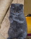 Little fluffy kitten is played on the shelf Royalty Free Stock Photo