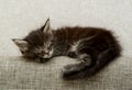 A little fluffy kitten is sleeping sweetly Royalty Free Stock Photo