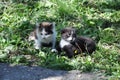 Little fluffy kittens play in the grass. Little cute animals