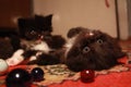 adorable kittens and glass balls