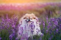 Little fluffy pomeranian dog in a hot summer with lavender field Royalty Free Stock Photo