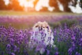 Little fluffy pomeranian dog in a hot summer with lavender field