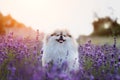 Little fluffy pomeranian dog in a hot summer with lavender field