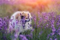 Little fluffy pomeranian dog in a hot summer with lavender field Royalty Free Stock Photo